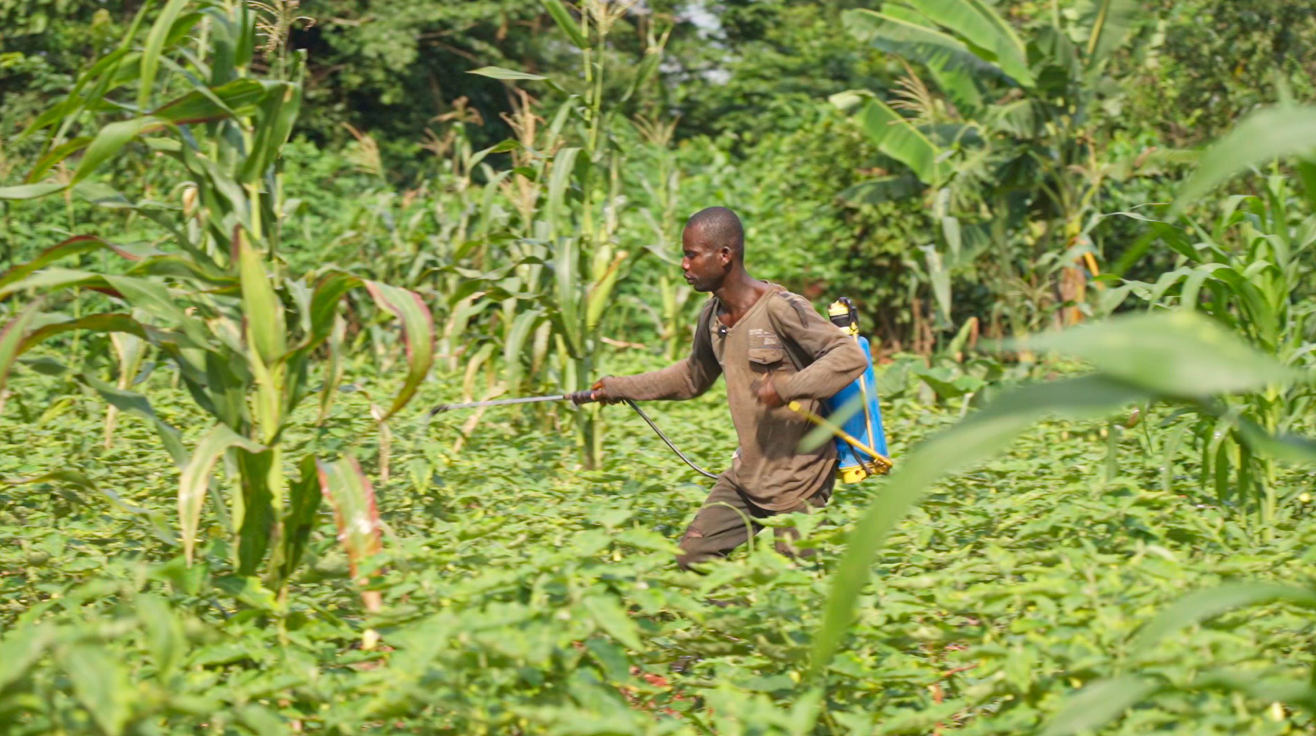 Luis Armstrong, maraîcher à Mbrimbo utilise des pesticides sans protections et sans rélles information sur les conséquences pour sa santé.